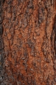 Baumrinden Farben